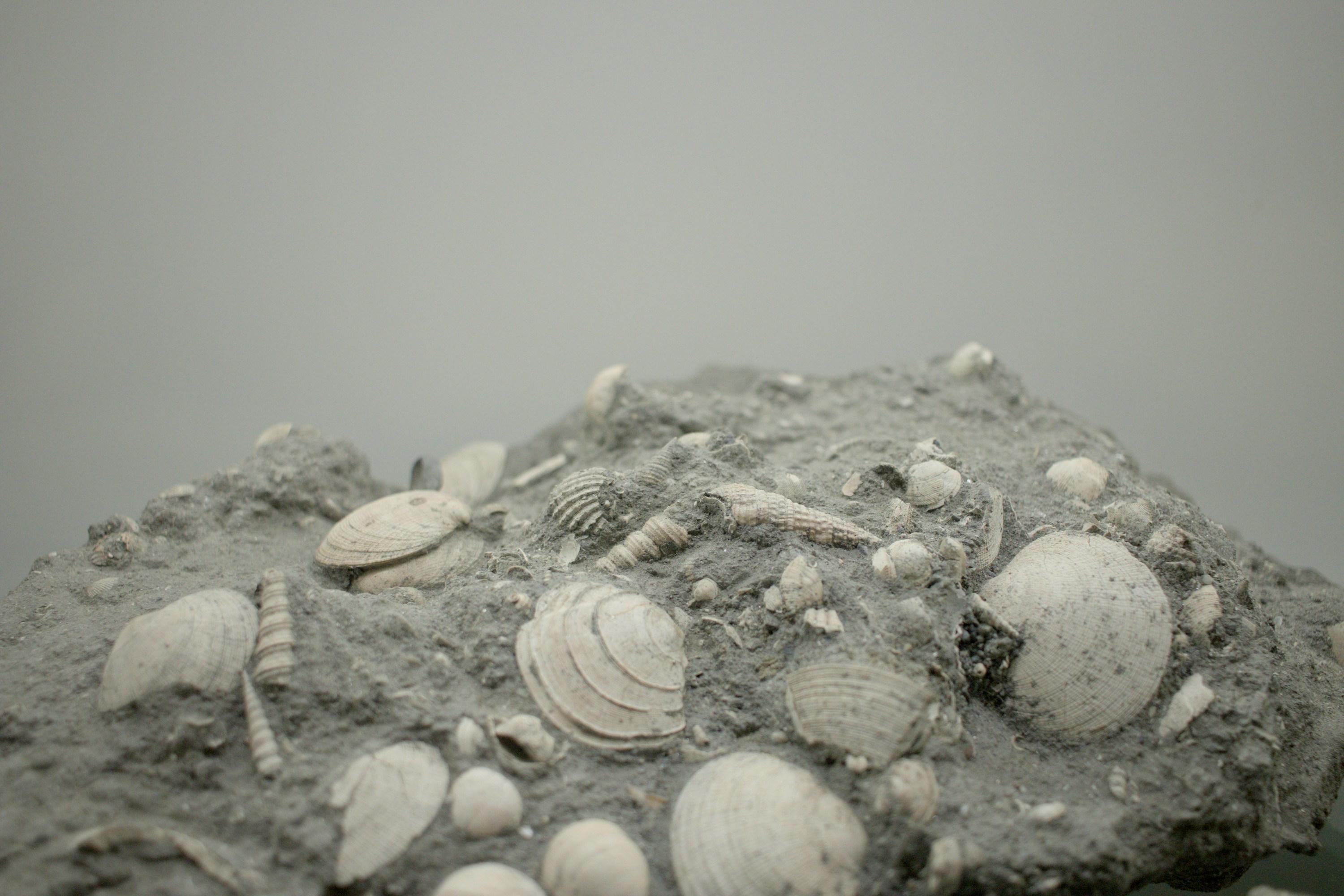 Where to Find Fossils in the US: Locations & Collecting Guide
