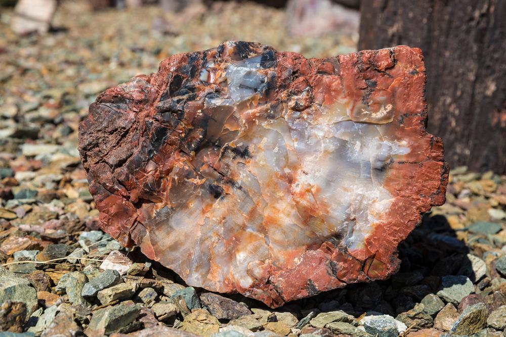 Where to Find Petrified Wood in the US: Locations & Collecting Guide