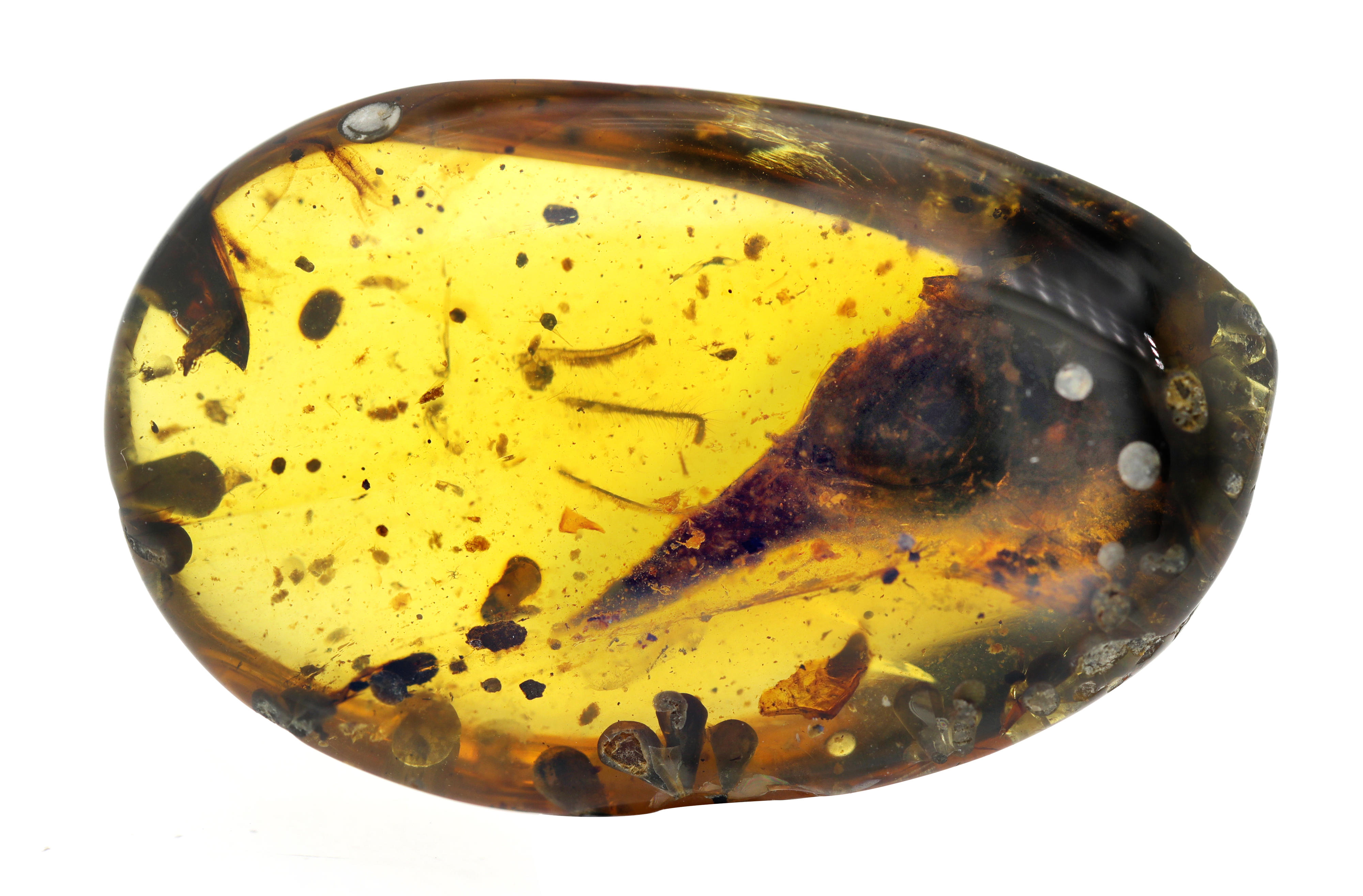 Amber with insects